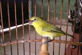 Yang di maksud dengan sistem koloni adalah meletakkan lebih dari satu jantan dan betina di satu kandang yang ukurannya luas, supaya indukan kenari dan jantan bisa memilih pasangan yang dia mau. Perawatan Pleci Koloni Dalam Kandang Aviary
