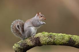 Image result for squirrel