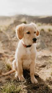 The 25 cutest dog breeds most adorable dog smiley golden retriever puppy photo wp40844. Download Hd Cute Wallpaper Golden Retriever Adorable Puppies