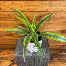 Image result for dracaena