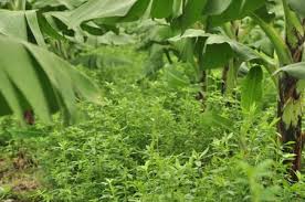 Image result for Stylosanthes guianensis