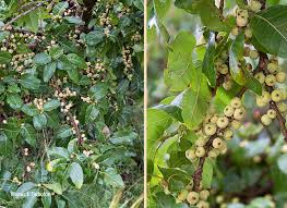 Image result for Ficus ingens