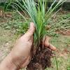 Dentl subiana dewl (1996) perbandingan konsentrasi asam indolasetat dalam rumput grinting dan rumput gajah di musim penghujan. Https Encrypted Tbn0 Gstatic Com Images Q Tbn And9gcrfrxi5fven90jyzsywgizhrgecch5tvt7xufnemsnwuzn3o3ud Usqp Cau