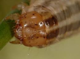 Image result for Hadena perplexa