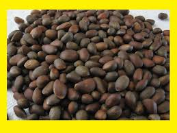 Fresh New Mexico Pinon Pine Nuts 2015 Raw 1lb Pinon Mexico Food Pine Nuts
