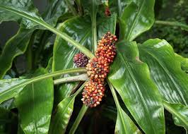 Image result for Palisota