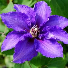 Check spelling or type a new query. Clematis Vancouver Danielle Clearview Horticultural Products