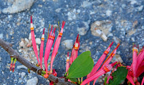 Image result for Agelanthus