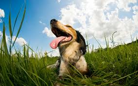 Dog days of summer is the 32nd arc in housepets!. When Are The Dog Days Of Summer Wonderopolis