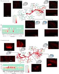 Lettres connues et inconnues entrez les lettres connues dans l'ordre et remplacez les lettres inconnues par un espace, un point, une virgule ou une étoile. Enhancer Viruses And A Transgenic Platform For Combinatorial Cell Subclass Specific Labeling Biorxiv