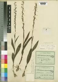 Image result for Habenaria filicornis