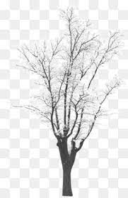 Winter Png Winter Transparent Clipart Free Download Black And White Line Point Angle Winter Tree Silhouette Winter Clipart Winter Trees White Flower Png