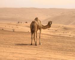 Initially confined to arab, this animal is now more prevalent in somali, sudan. Pin On Camels