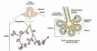 A systematic review of incidence, treatment, and outcomes. Https Opus Bibliothek Uni Wuerzburg De Files 16915 Boeck Lena Dissertation Pdf