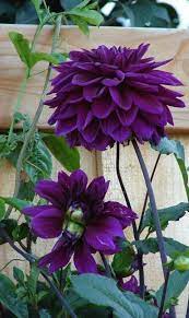 Purple Dahlia Purple Flowers Beautiful Flowers Purple Dahlia