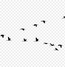 Anda dapat mengunduh gambar png gratis dengan latar belakang transparan dari koleksi terbesar di pngtree. Gambar Burung Cililinformat Png Running Cartoon Pictures Gambar Burung Lovebird Kartun Cliparts Cartoons Jing Fm Download Now Burung Terbang Gambar Unduh Gratis Imej 401345025 Format