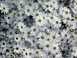Top White Annual Flowers For Your Garden Types Of Daisies Pretty Plants Annual Flowers