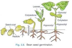 Germination Of Seed Types Condition Required And Other Details