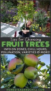 Maybe you would like to learn more about one of these? How To Choose What Fruit Trees To Plant Climate Varieties More Homestead And Chill Fruit Trees Backyard Fruit Trees Fruit Bushes