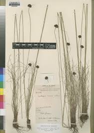 Image result for Bulbostylis scabricaulis