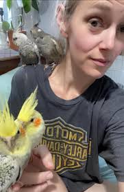 Adopt 1-year-old cockatiels with experience required