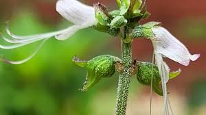 Image result for Ocimum filamentosum