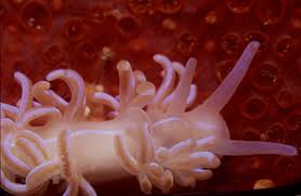 Image result for Phyllorachis