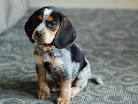 Blue Tick Beagles - 30 Fantastic Fun Facts About The Dark ...