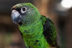 Image result for parrot