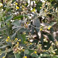 Image result for Blumea