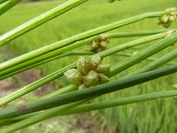 Image result for Schoenoplectiella articulata