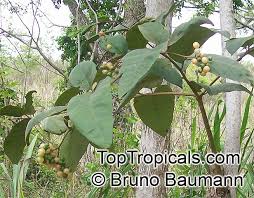 Image result for Cordia sp.A.