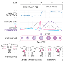 Physiology Of The Female Reproductive System Boundless