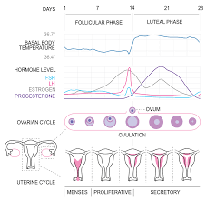 physiology of the female reproductive system boundless