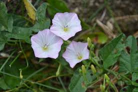 Most parts of the bindweed roots and rhizomes can produce buds that can create new roots and shoots. Field Bindweed Invasive Plants Of Maryland Inaturalist