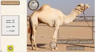 وكان التألق في الشوط الثالث للزمول من نصيب السلالة البارزة «الشبابي»، إذ أبرز «شاهين» لهجن العاصفة قدراته العالية من خلال اعتلائه صدارة الشوط الثالث مبكراً، وحفاظه على المركز الأول حتى. Ø±Ø§Ø¹ÙŠ Ø§Ù„Ø®ÙŠØ§Ù„ÙŠÙ‡ Na Twitteru 52 ÙˆØ±Ø³Ø§Ù† Ø§Ù„Ø¹Ø§ØµÙØ©