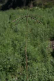 Image result for Chloris pilosa