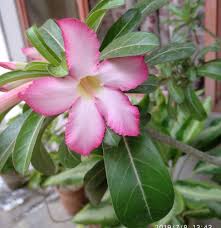 Image result for Adenocalymma