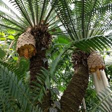 Image result for Dioon