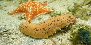 It was set for contralto and orchestra, though a distinct version for piano was often performed by elgar. The Search For Mexico S Sea Cucumbers