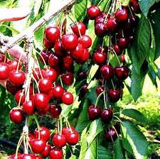 Check spelling or type a new query. Fruit Trees Buy In Gariadhar