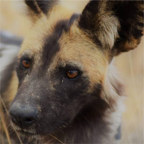 African Wild Dog