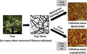 In plants, the cell wall is composed mainly of strong fibers of the carbohydrate polymer cellulose. Isolation And Utilization Of Cellulosic Elements From The Plant Cell Wall