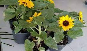 Bunga matahari (sunflower) mempunyai ciri khas bentuk bunganya yang menyerupai matahari dengan arah gerak yang selalu menghadap ke sumber cahaya. 8 Cara Menanam Bunga Matahari Terlengkap 2021 Terbukti Bisa Panen