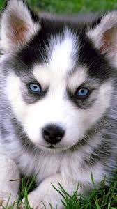 Cute Husky Wallpaper Iphone Image Galeria