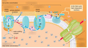 To begin with water is taken up by the roots and circulated by veins to the leaves. Light Dependent Reactions Label Diagram Quizlet