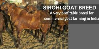 Goat farming is the commercial rearing of various breeds of goats (or a single goat breed) in a confined environment or an expanse of land. Sirohi Goat Farming A Profitable Breed For Meat Production
