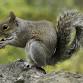 Squirrel Hike