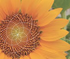 Mathematics In Nature Google Search Maths In Nature Patterns In Nature Math Geek