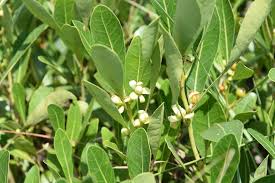 Image result for Uapaca nitida